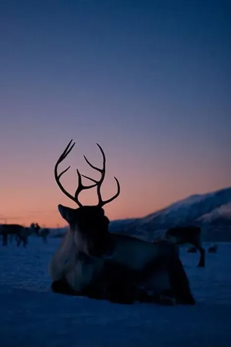 Framed Print : A majestic reindeer silhouette stands against a stunning twilight sky Framed Print : A majestic reindeer silhouette stands against a stunning twilight sky