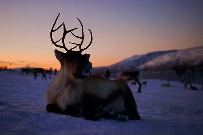 Framed Print : A majestic reindeer silhouetted against a stunning twilight sky Framed Print : A majestic reindeer silhouetted against a stunning twilight sky