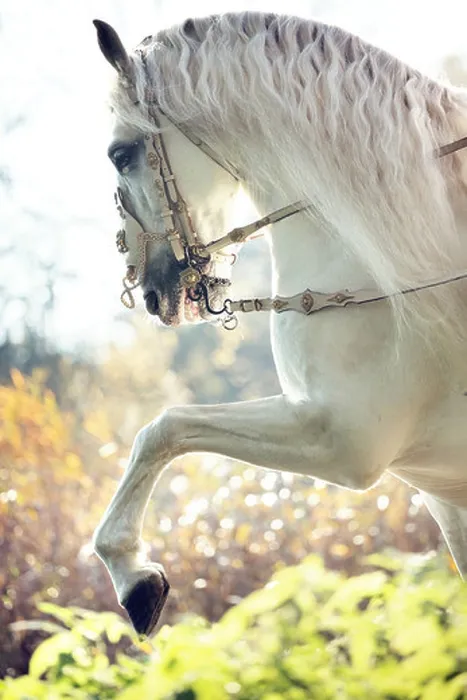 Framed Print : Majestic royal white horse in move Framed Print : Majestic royal white horse in move