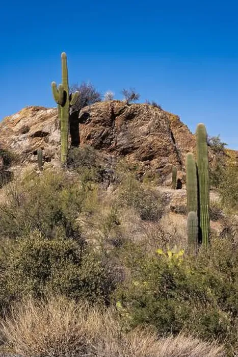 Framed Print : The majestic Saguaro cactus growing in the Sonoran Desert of Southern Arizona Framed Print : The majestic Saguaro cactus growing in the Sonoran Desert of Southern Arizona