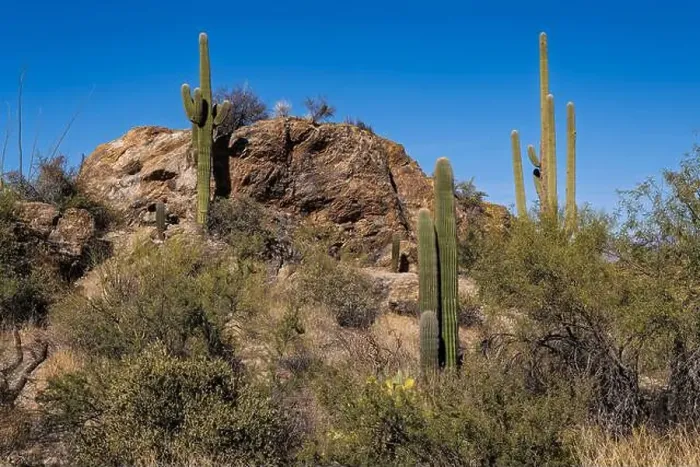 Framed Print : The majestic Saguaro cactus growing in the Sonoran Desert of Southern Arizona Framed Print : The majestic Saguaro cactus growing in the Sonoran Desert of Southern Arizona