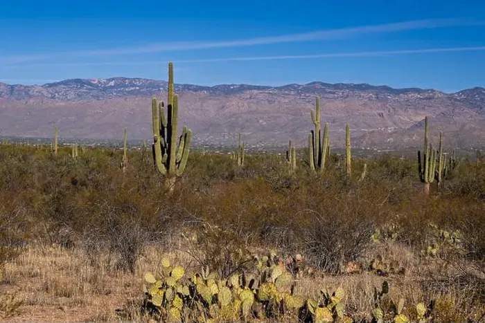 Framed Print : The majestic Saguaro cactus growing in the Sonoran Desert of Southern Arizona Framed Print : The majestic Saguaro cactus growing in the Sonoran Desert of Southern Arizona