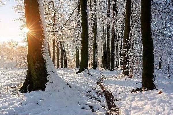 Majestic snowy alley with sun star. Picturesque winter scene. Landscape photography