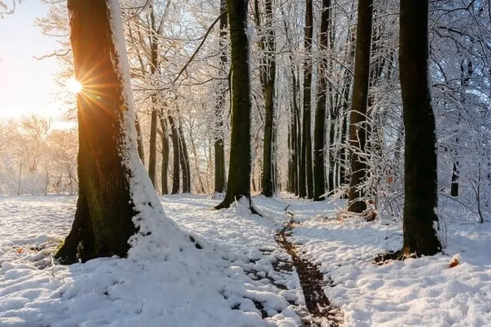 Framed Print : Majestic snowy alley with sun star. Picturesque winter scene. Landscape photography Framed Print : Majestic snowy alley with sun star. Picturesque winter scene. Landscape photography