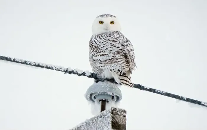Framed Print : Majestic snowy owl perched on a snow-covered wire against a winter sky Framed Print : Majestic snowy owl perched on a snow-covered wire against a winter sky