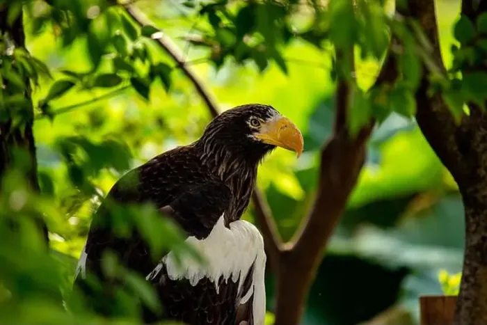 Framed Print : Majestic Steller's Sea Eagle, native to northeastern Asia Framed Print : Majestic Steller's Sea Eagle, native to northeastern Asia