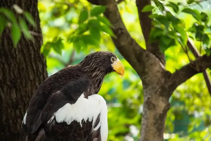 Framed Print : Majestic Steller's Sea Eagle, native to northeastern Asia Framed Print : Majestic Steller's Sea Eagle, native to northeastern Asia