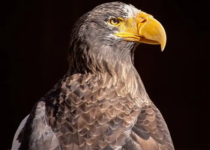 Framed Print : Majestic Steller's Sea Eagle, native to northeastern Asia Framed Print : Majestic Steller's Sea Eagle, native to northeastern Asia
