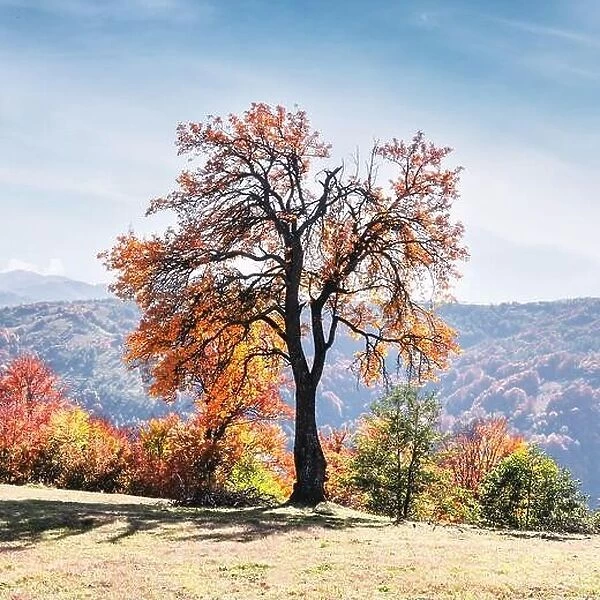 Majestic tree with orange leaves at autumn mountain valley. Dramatic colorful scene. Carpathian mountains, Ukraine. Landscape photography