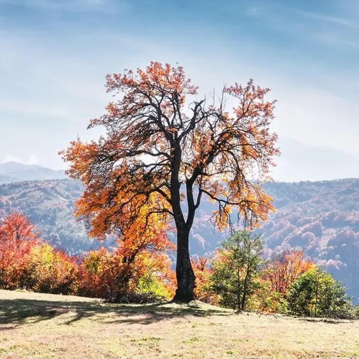 Framed Print : Majestic tree with orange leaves at autumn mountain valley. Dramatic colorful scene. Carpathian mountains, Ukraine. Landscape photography