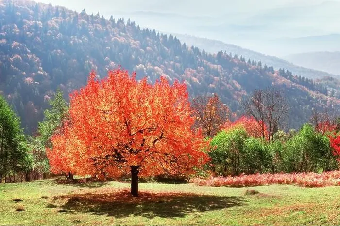 Framed Print : Majestic tree with orange leaves at autumn mountain valley. Dramatic colorful scene. Carpathian mountains, Ukraine. Landscape photography Framed Print : Majestic tree with orange leaves at autumn mountain valley. Dramatic colorful scene. Carpathian mountains, Ukraine. Landscape photography