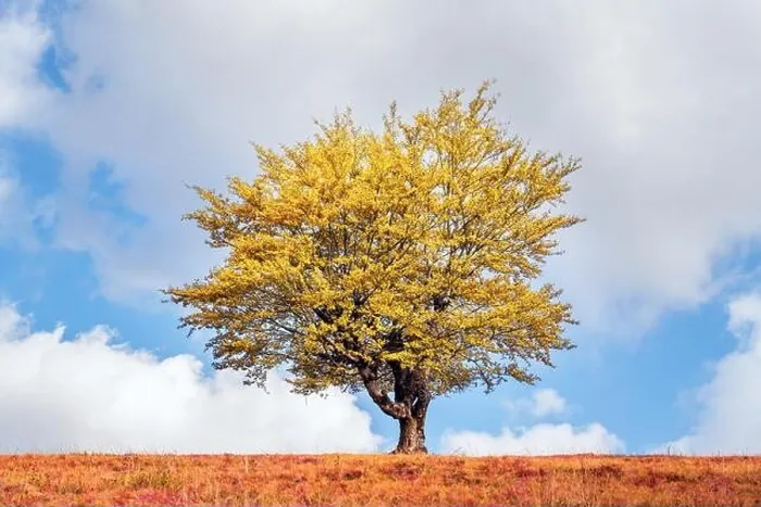 Framed Print : Majestic tree with yellow leaves at autumn mountain valley. Dramatic colorful scene. Carpathian mountains, Ukraine. Landscape photography Framed Print : Majestic tree with yellow leaves at autumn mountain valley. Dramatic colorful scene. Carpathian mountains, Ukraine. Landscape photography