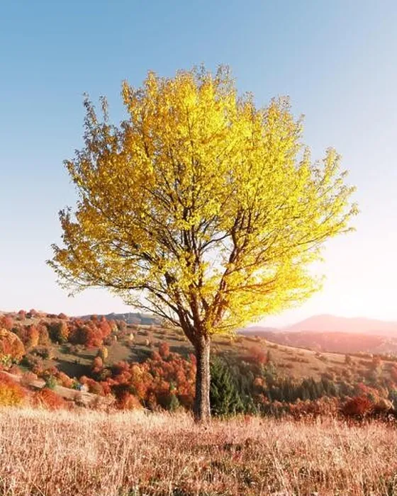 Framed Print : Majestic tree with yellow leaves at autumn mountain valley. Dramatic colorful scene. Carpathian mountains, Ukraine. Landscape photography