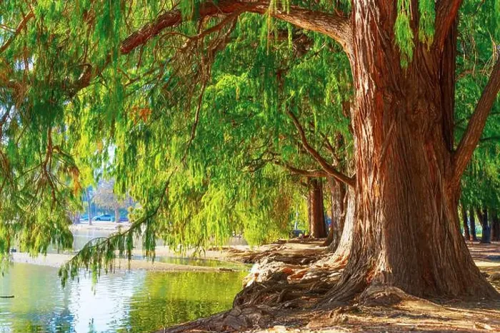 Framed Print : Majestic trees with dense green leaves lining a peaceful waterfront in Riverside Framed Print : Majestic trees with dense green leaves lining a peaceful waterfront in Riverside