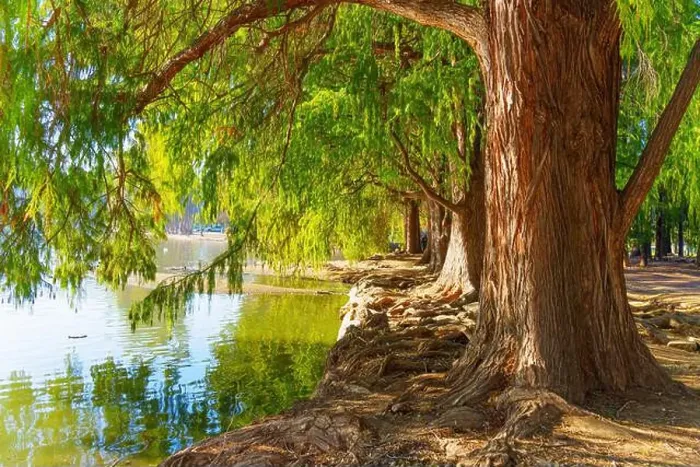 Framed Print : Majestic trees with exposed roots line the serene waterfront, creating a peaceful natural setting Framed Print : Majestic trees with exposed roots line the serene waterfront, creating a peaceful natural setting