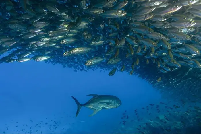 Framed Print : Majestic underwater scene off the coast of Bonaire with Caranx hippos or Crevalle Jack swimming beneath a large school Framed Print : Majestic underwater scene off the coast of Bonaire with Caranx hippos or Crevalle Jack swimming beneath a large school