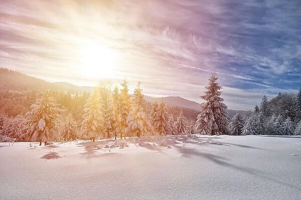 Majestic white spruces glowing by sunlight. Picturesque and gorgeous wintry scene