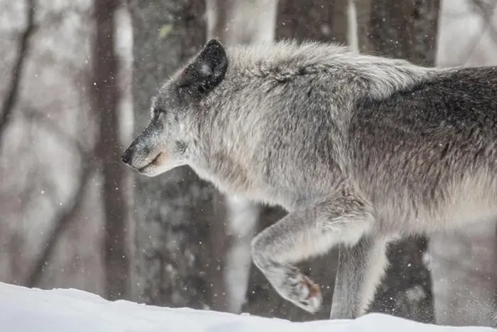 Framed Print : Majestic wolves roam the snowy wilderness of Parc Omega, showcasing their wild beauty, strength, and pack instincts Framed Print : Majestic wolves roam the snowy wilderness of Parc Omega, showcasing their wild beauty, strength, and pack instincts