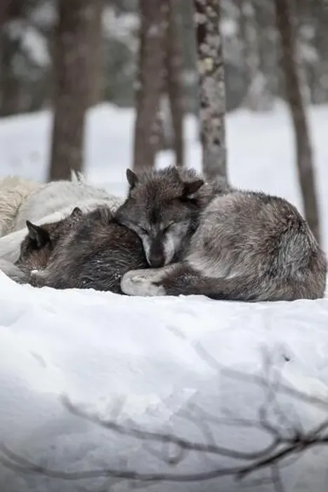 Framed Print : Majestic wolves roam the snowy wilderness of Parc Omega, showcasing their wild beauty, strength, and pack instincts Framed Print : Majestic wolves roam the snowy wilderness of Parc Omega, showcasing their wild beauty, strength, and pack instincts