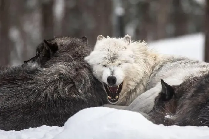 Framed Print : Majestic wolves roam the snowy wilderness of Parc Omega, showcasing their wild beauty, strength, and pack instincts Framed Print : Majestic wolves roam the snowy wilderness of Parc Omega, showcasing their wild beauty, strength, and pack instincts