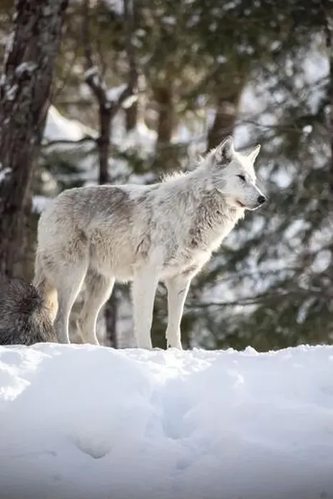 Framed Print : Majestic wolves roam the snowy wilderness of Parc Omega, showcasing their wild beauty, strength, and pack instincts Framed Print : Majestic wolves roam the snowy wilderness of Parc Omega, showcasing their wild beauty, strength, and pack instincts