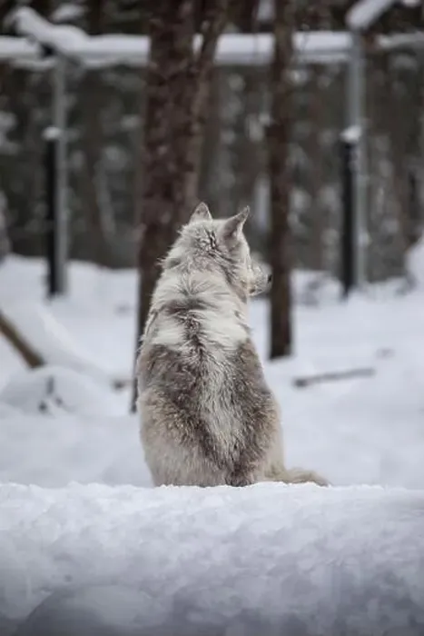 Framed Print : Majestic wolves roam the snowy wilderness of Parc Omega, showcasing their wild beauty, strength, and pack instincts Framed Print : Majestic wolves roam the snowy wilderness of Parc Omega, showcasing their wild beauty, strength, and pack instincts