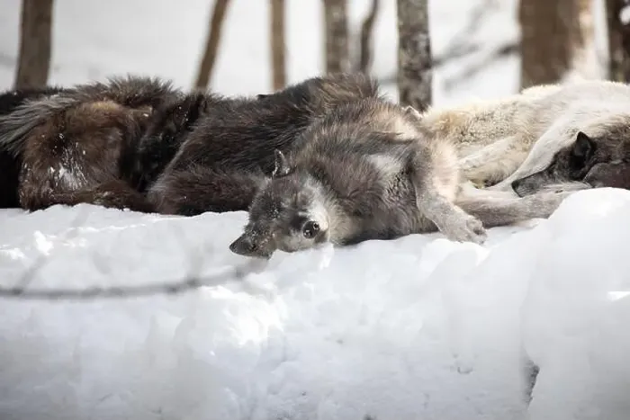 Framed Print : Majestic wolves roam the snowy wilderness of Parc Omega, showcasing their wild beauty, strength, and pack instincts Framed Print : Majestic wolves roam the snowy wilderness of Parc Omega, showcasing their wild beauty, strength, and pack instincts
