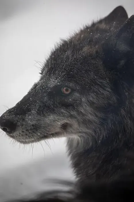 Framed Print : Majestic wolves roam the snowy wilderness of Parc Omega, showcasing their wild beauty, strength, and pack instincts Framed Print : Majestic wolves roam the snowy wilderness of Parc Omega, showcasing their wild beauty, strength, and pack instincts