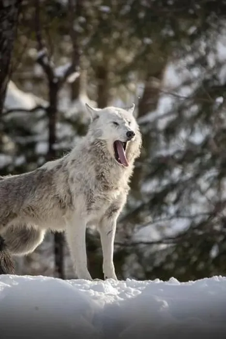 Framed Print : Majestic wolves roam the snowy wilderness of Parc Omega, showcasing their wild beauty, strength, and pack instincts Framed Print : Majestic wolves roam the snowy wilderness of Parc Omega, showcasing their wild beauty, strength, and pack instincts