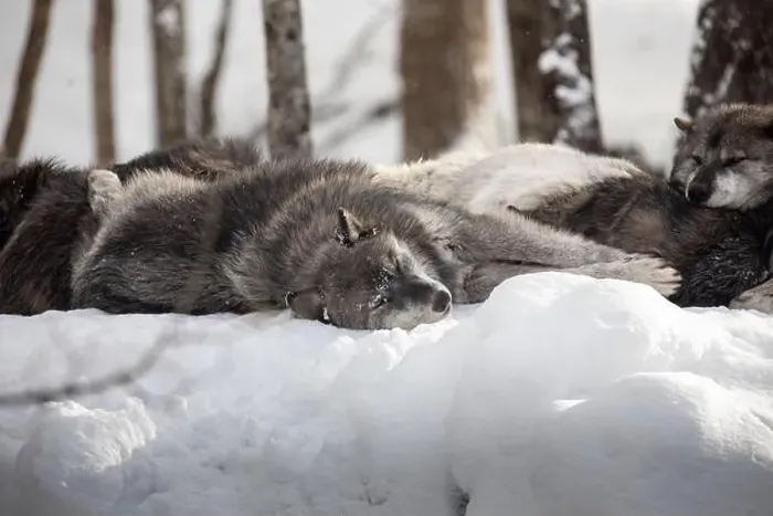 Framed Print : Majestic wolves roam the snowy wilderness of Parc Omega, showcasing their wild beauty, strength, and pack instincts Framed Print : Majestic wolves roam the snowy wilderness of Parc Omega, showcasing their wild beauty, strength, and pack instincts