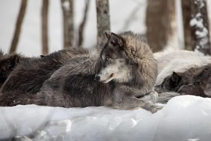 Framed Print : Majestic wolves roam the snowy wilderness of Parc Omega, showcasing their wild beauty, strength, and pack instincts Framed Print : Majestic wolves roam the snowy wilderness of Parc Omega, showcasing their wild beauty, strength, and pack instincts