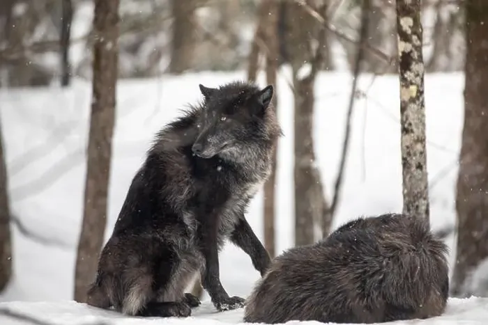 Framed Print : Majestic wolves roam the snowy wilderness of Parc Omega, showcasing their wild beauty, strength, and pack instincts Framed Print : Majestic wolves roam the snowy wilderness of Parc Omega, showcasing their wild beauty, strength, and pack instincts