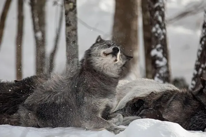 Framed Print : Majestic wolves roam the snowy wilderness of Parc Omega, showcasing their wild beauty, strength, and pack instincts Framed Print : Majestic wolves roam the snowy wilderness of Parc Omega, showcasing their wild beauty, strength, and pack instincts