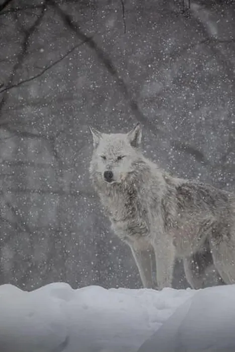 Framed Print : Majestic wolves roam the snowy wilderness of Parc Omega, showcasing their wild beauty, strength, and pack instincts