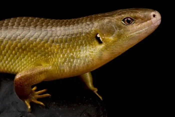 Framed Print : Major skink (Bellatorias frerei ) Framed Print : Major skink (Bellatorias frerei )