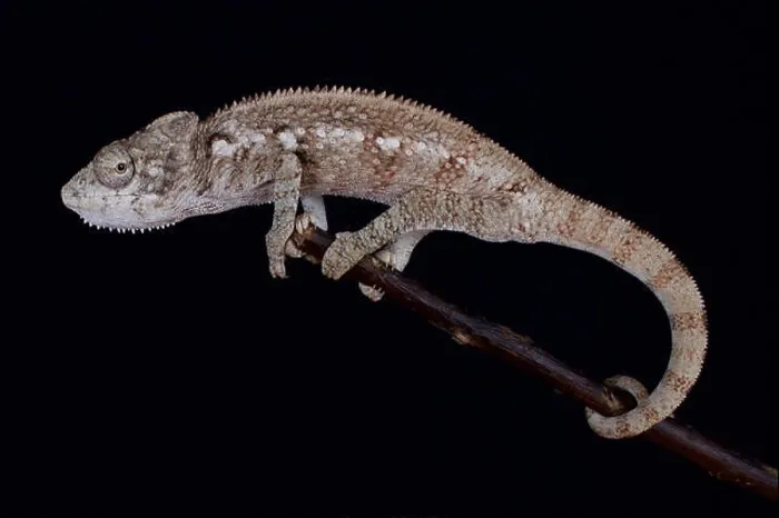 Framed Print : Malagasy giant chameleon / Furcifer oustaleti Framed Print : Malagasy giant chameleon / Furcifer oustaleti