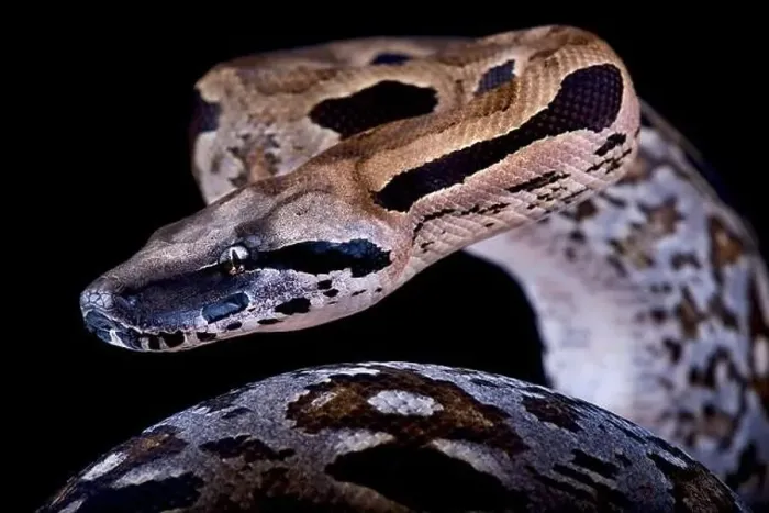 Framed Print : Malagasy ground boa (Acrantophis madagascariensis) Framed Print : Malagasy ground boa (Acrantophis madagascariensis)