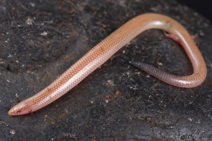 Framed Print : The Malagasy sand swimming skink (Voeltzkowia fierinensis) is a small wormlike lizard species with 2 tiny hind feed Framed Print : The Malagasy sand swimming skink (Voeltzkowia fierinensis) is a small wormlike lizard species with 2 tiny hind feed
