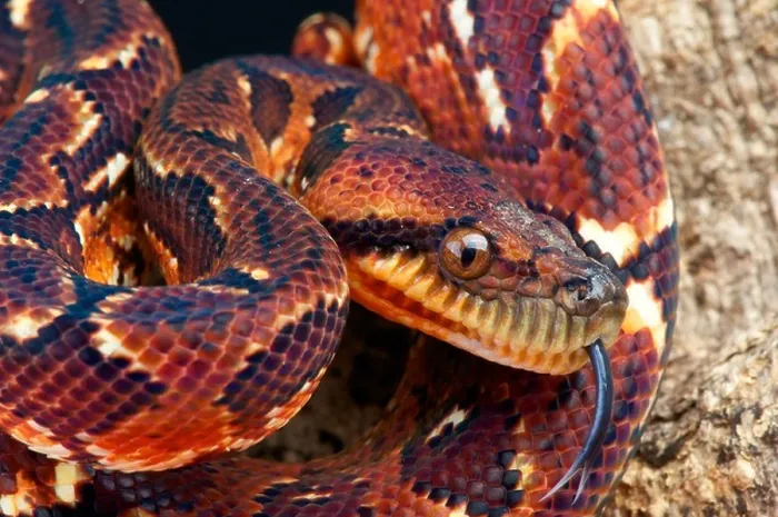 Framed Print : Malagasy tree boa / Sanzinia madagascariensis Framed Print : Malagasy tree boa / Sanzinia madagascariensis