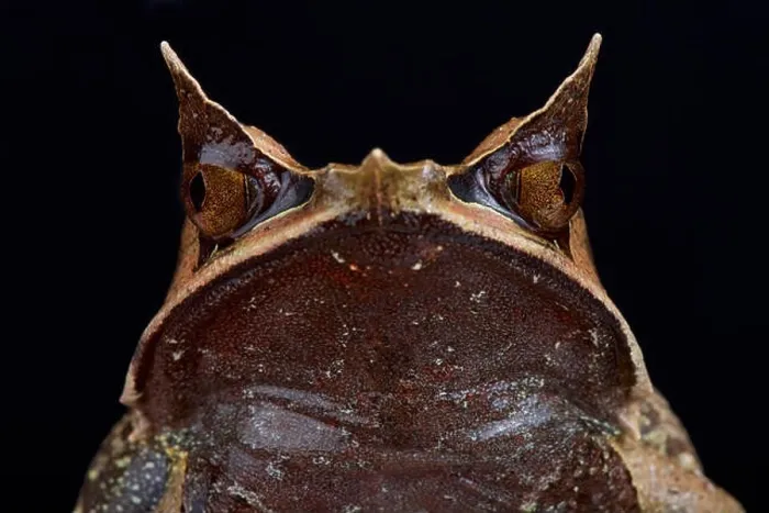 Framed Print : Malayan horned frog, Megophrys nasuta Framed Print : Malayan horned frog, Megophrys nasuta