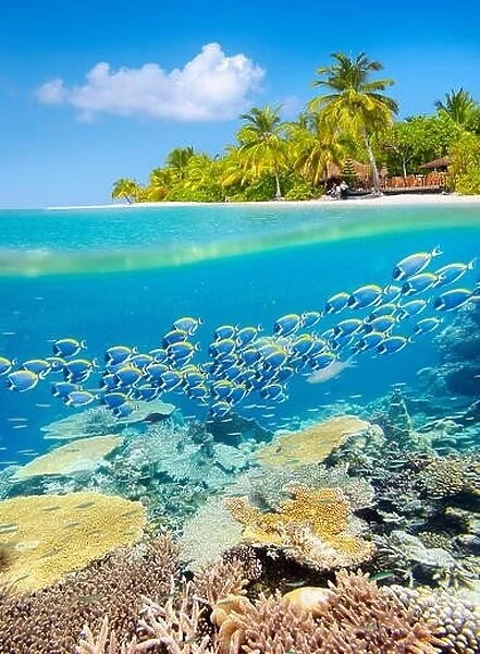 Maldives Island - tropical underwater view with reef
