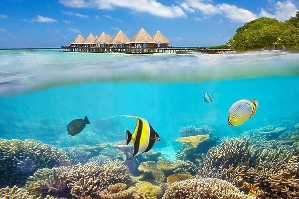 Maldives Island - underwater view with fish
