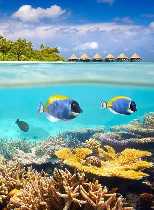 Framed Print : Maldives Islands - tropical underwater view with fish and reef Framed Print : Maldives Islands - tropical underwater view with fish and reef