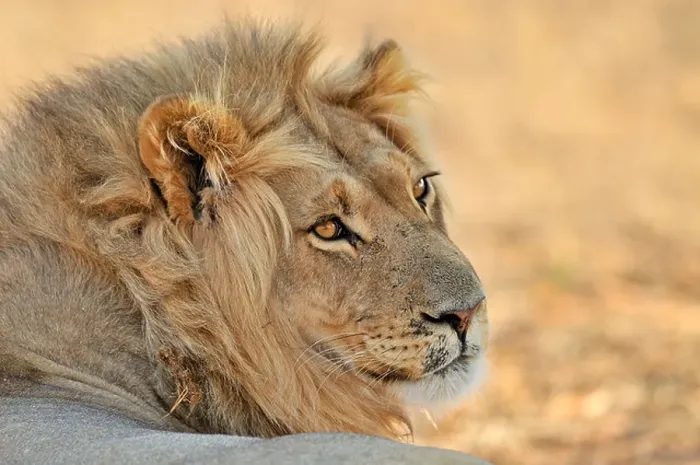 Framed Print : Male African lion (Panthera leo) resting in the Kalahari desert, Kgalagadi Transfrontier Park, South Africa Framed Print : Male African lion (Panthera leo) resting in the Kalahari desert, Kgalagadi Transfrontier Park, South Africa