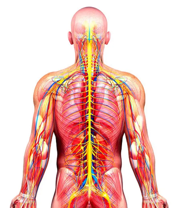 Framed Print : Male anatomy, artwork