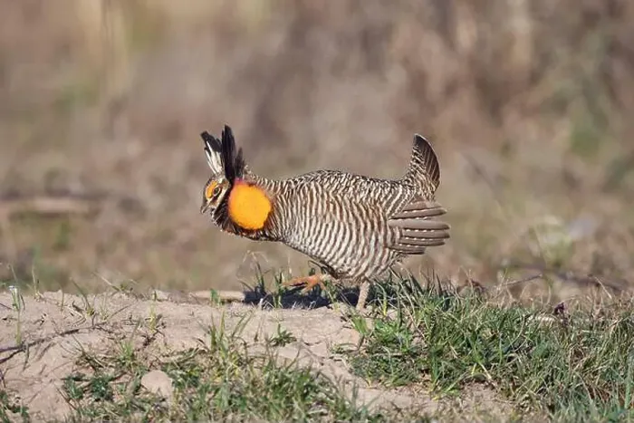 Framed Print : Male Attwater's prairie-chicken (Tympanuchus cupido attwateri) Framed Print : Male Attwater's prairie-chicken (Tympanuchus cupido attwateri)