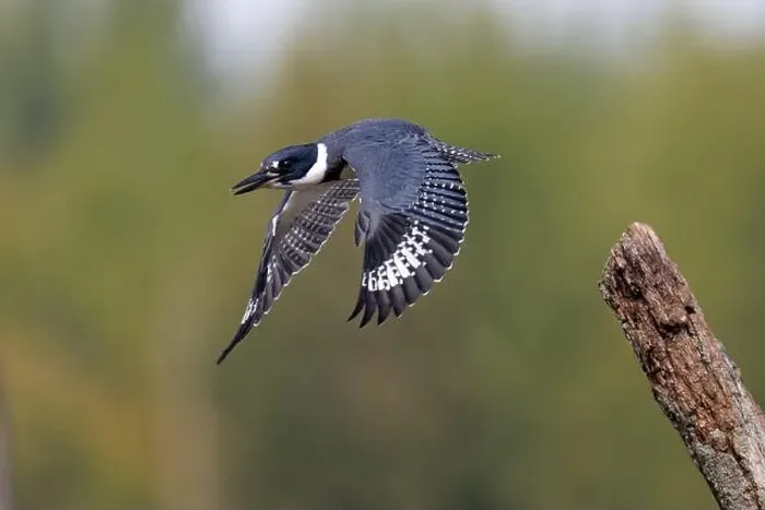 Framed Print : Male Belted Kingfisher (Megaceryle alcyon) taking flight - Huron County, Ontario, Canada Framed Print : Male Belted Kingfisher (Megaceryle alcyon) taking flight - Huron County, Ontario, Canada