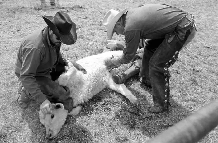 Framed Print : A male calf is castrated during spring branding at Sandy Camp, Clarendon, TX (scan from b&w negative) Circa 1998 Framed Print : A male calf is castrated during spring branding at Sandy Camp, Clarendon, TX (scan from b&w negative) Circa 1998