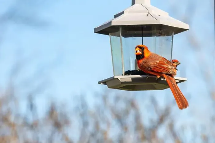 Framed Print : A male cardinal sits on a birdfeeder eating a seed in Northeast Indiana, USA Framed Print : A male cardinal sits on a birdfeeder eating a seed in Northeast Indiana, USA