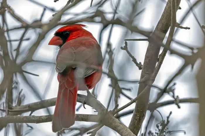 Framed Print : A male Cardinal found in Southwestern Ontario, Canada Framed Print : A male Cardinal found in Southwestern Ontario, Canada